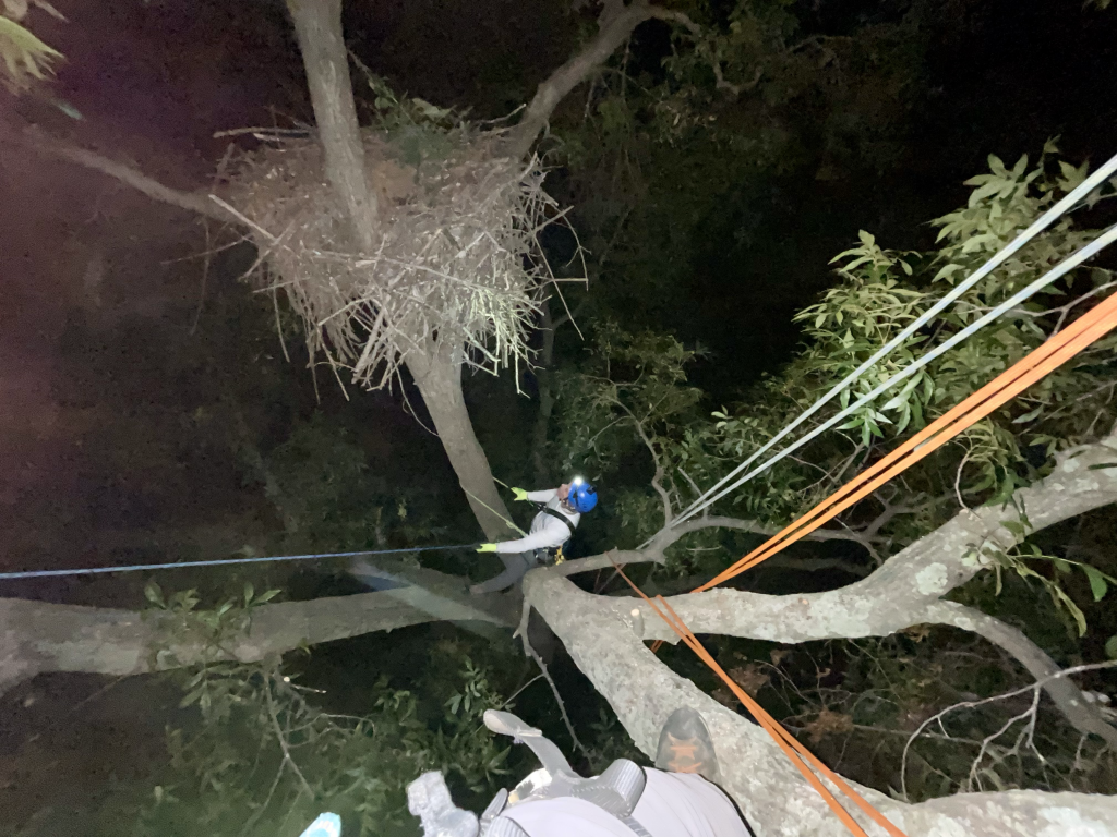 Eagle Camera Night Installation Scaling Down Tree